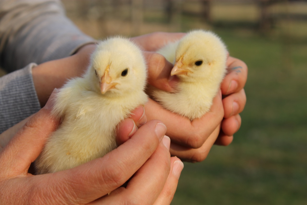 Hände halten vorsichtig 2 kleine gelbe Küken