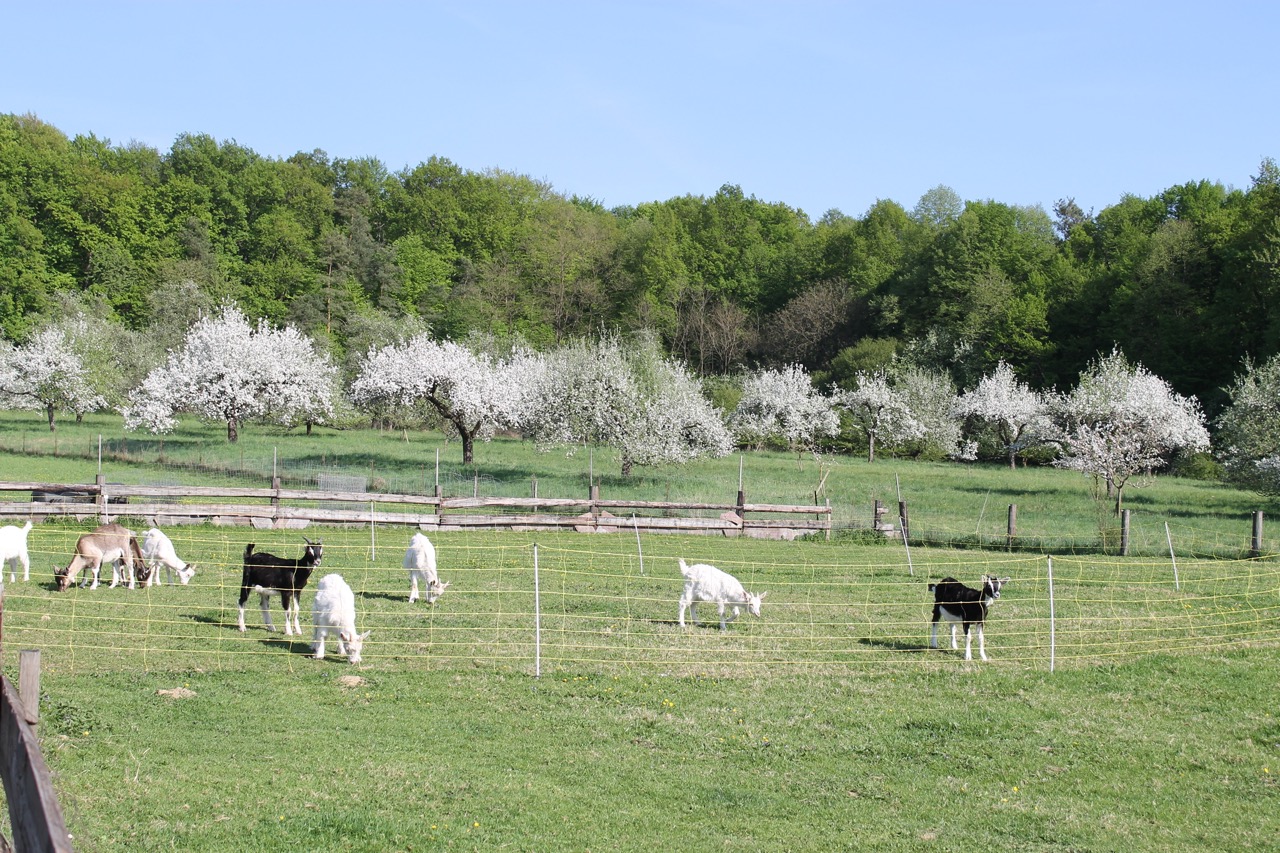 Große Weidefläche mit Ziegenherde und dahinter ein blühender Obstgarten