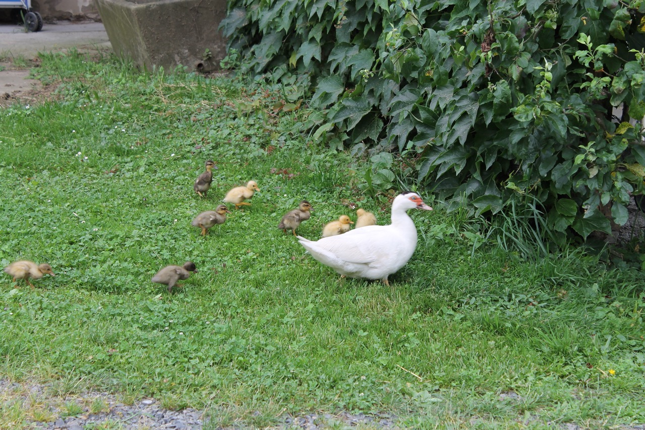 Eine Ente watschelt mit ihren Küken durch die Wiese