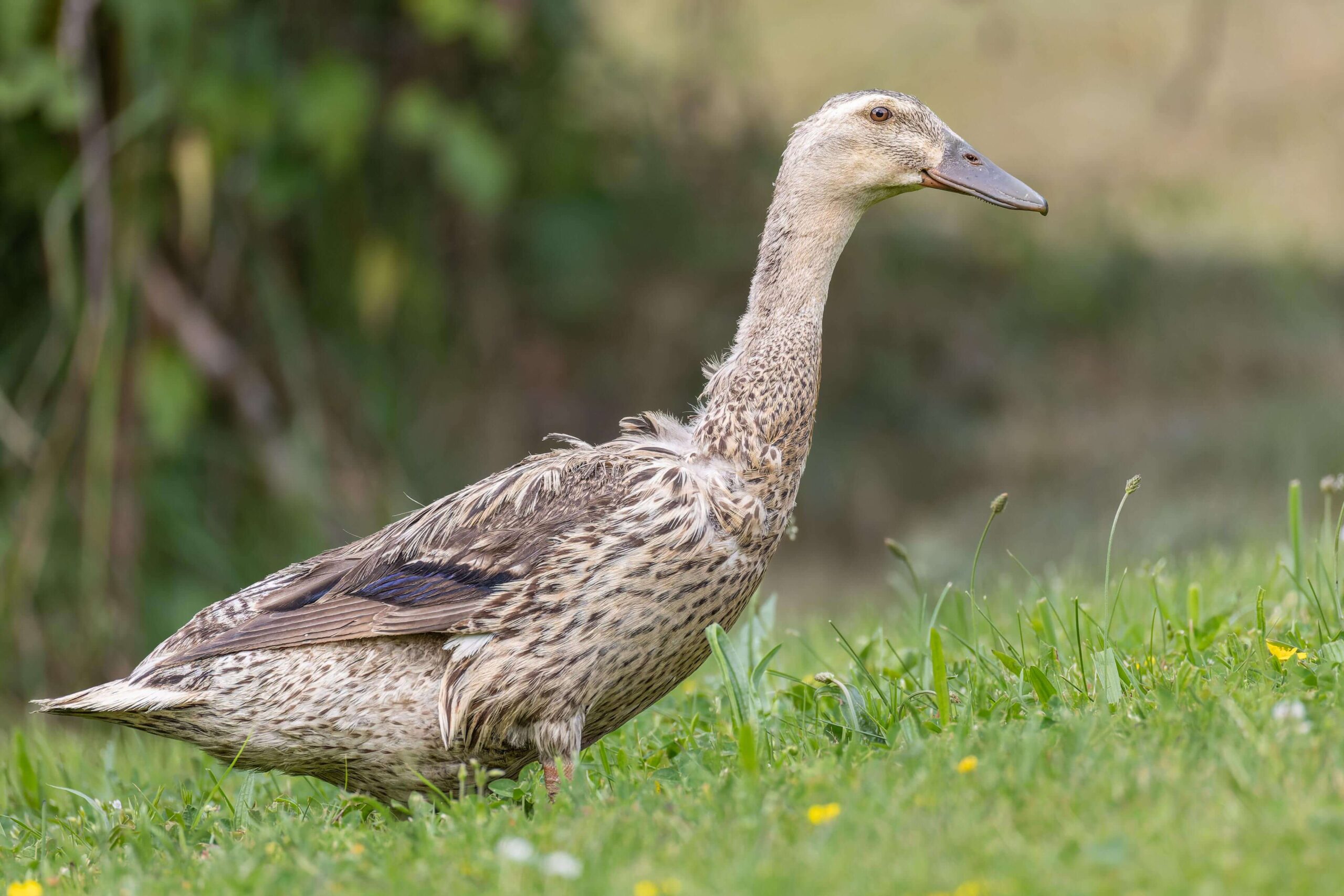 Eine Laufente watschelt vergnügt durch die grüne Wiese.