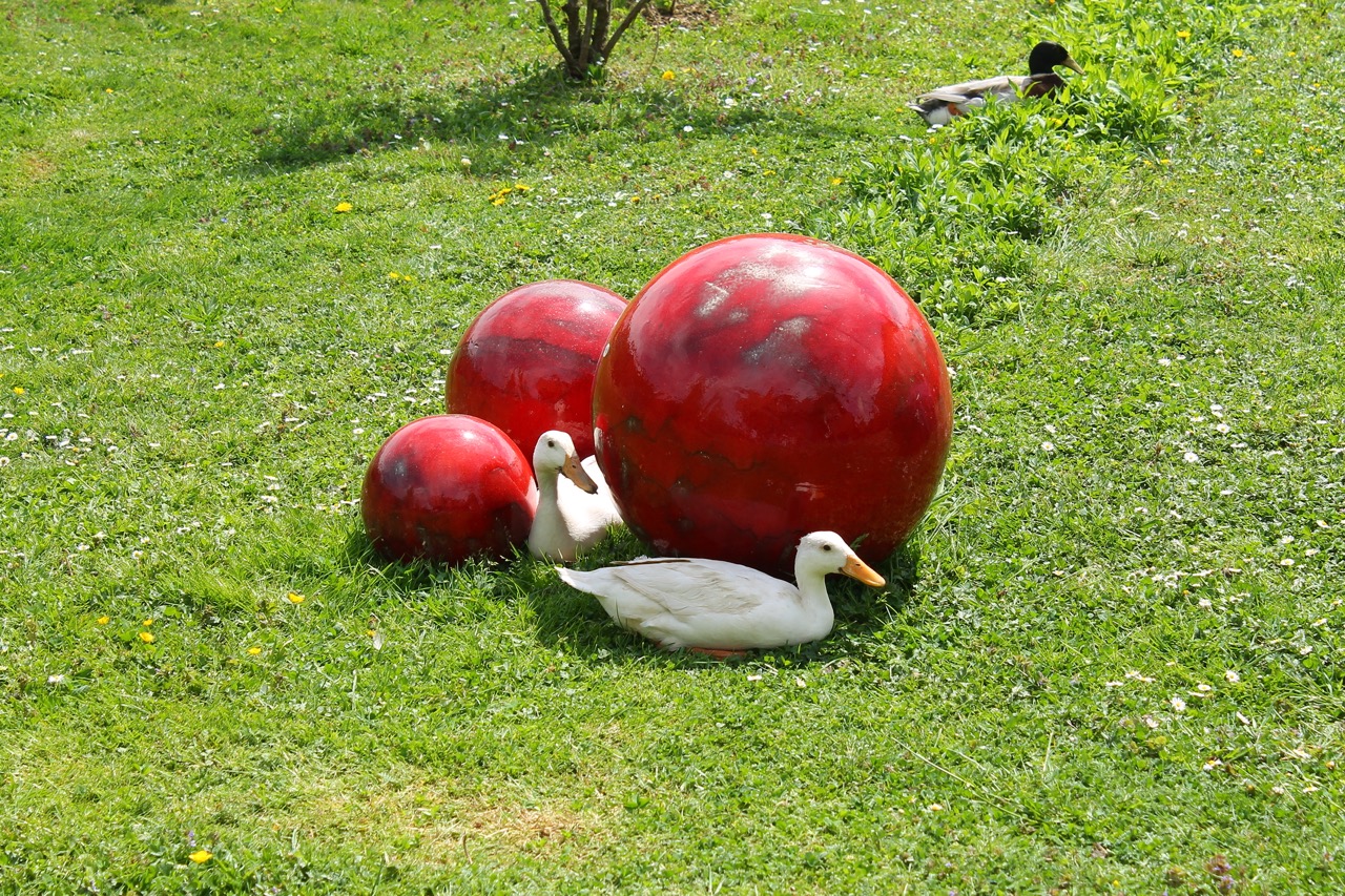 Zwei weiße Laufenten liegen gemütlich neben drei roten Keramikkugeln in der grünen, sonnigen Wiese