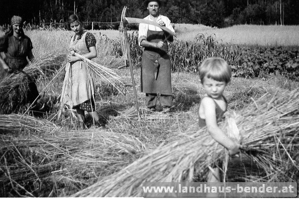Schwarz-weißes Foto von drei Erwachsenen und einem Kind bei der Feldarbeit, die mit Sicheln Getreide schneiden und bündeln.