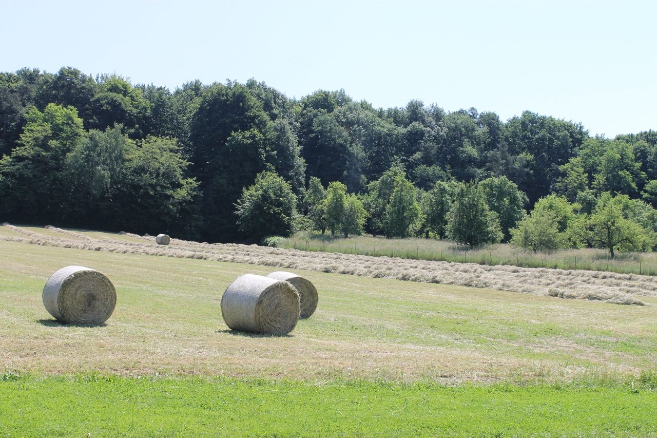 Eine große Wiese mit frischen Heu auf der auch einige Heuballen sind. Im Hintergrund ein schöner dichter Wald