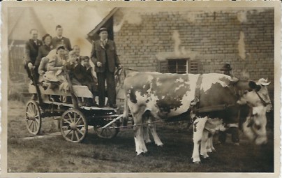 Schwarz-weißes Foto einer Gruppe von Männern und Jungen, die auf einem von zwei Kühen gezogenen Wagen sitzen, vor einer Backsteinmauer auf einem Bauernhof.