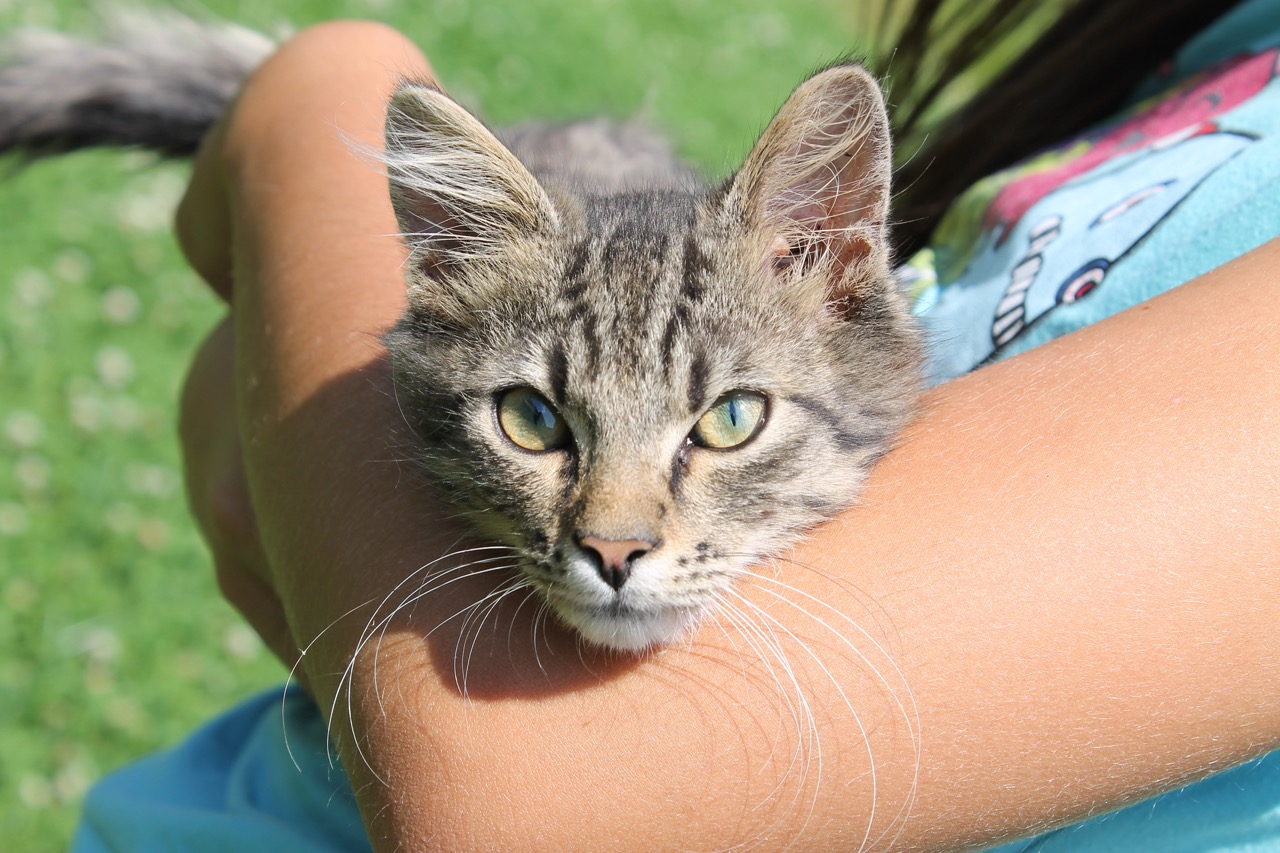 Ein Kind hält eine liebe Katze im Arm