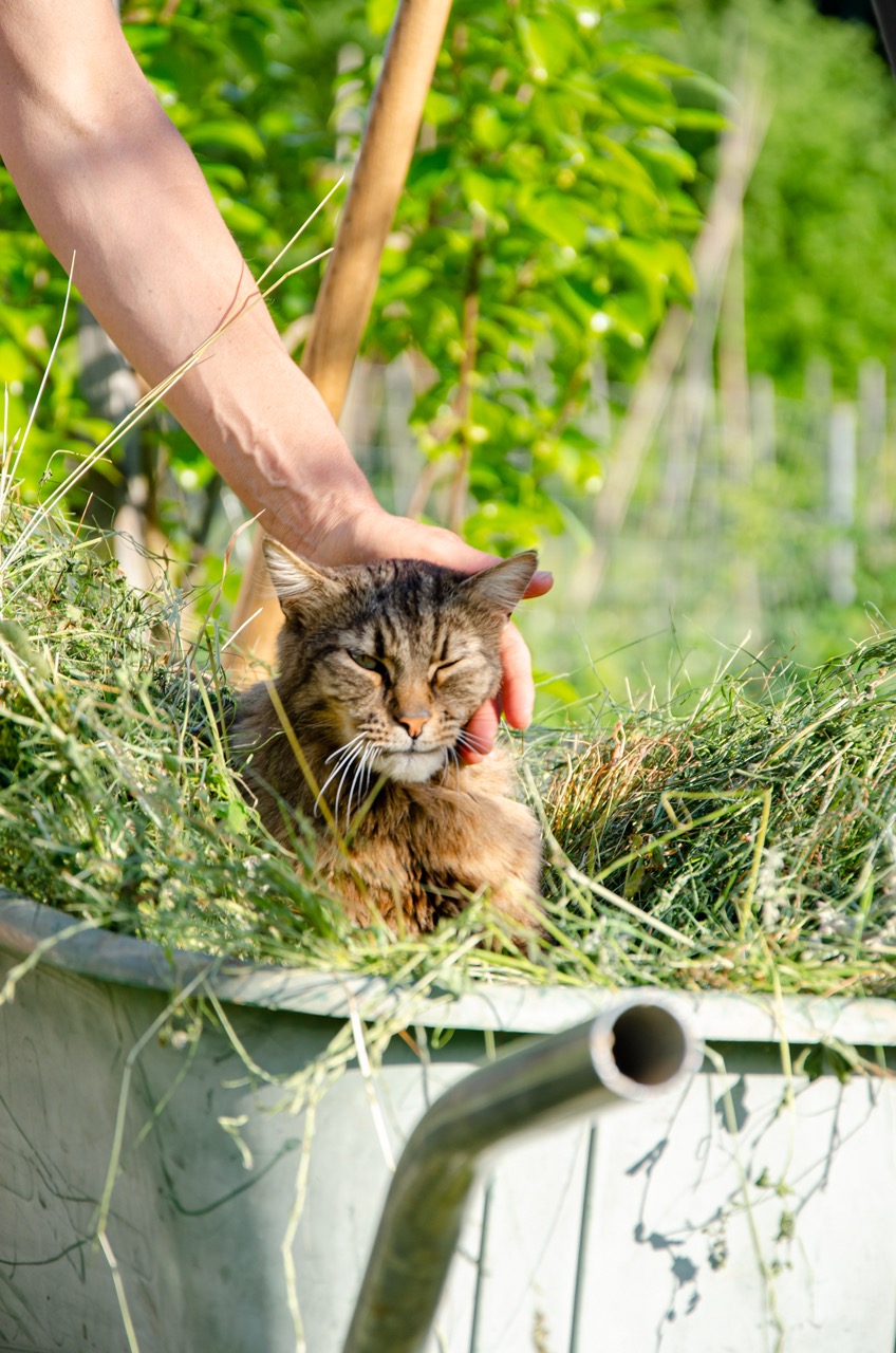 Eine Katze sitzt in der Schubkarre mit Heu und wird gestreichelt.
