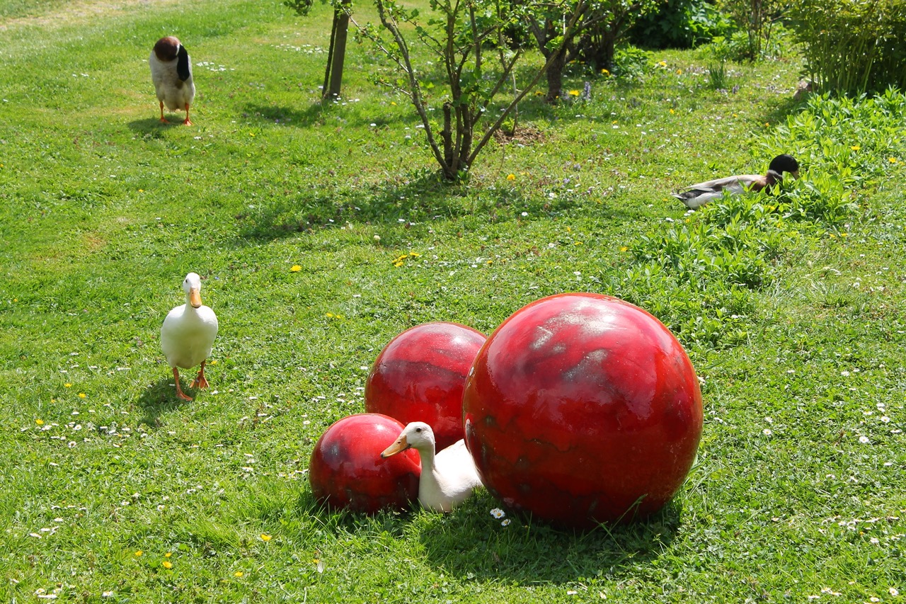 Auf einer grünen Wiese sind vier Laufenten und eine Ente liegt neben 3 schönen Keramikkugeln