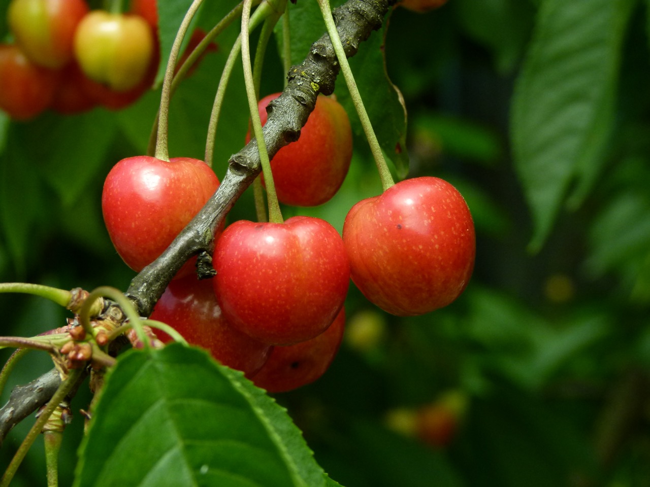 rote, reife Kirschen hängen an einem Ast