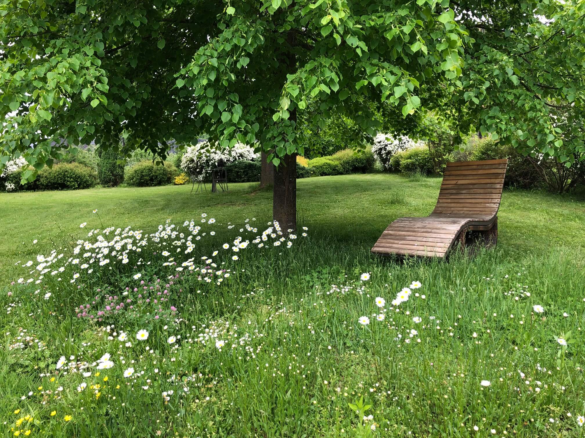 Unter einem dicht bewachsenen Lindenbaum steht eine gemütliche Holzliege umgeben von einer Margeritenwiese. Sehr einladend zum entspannen