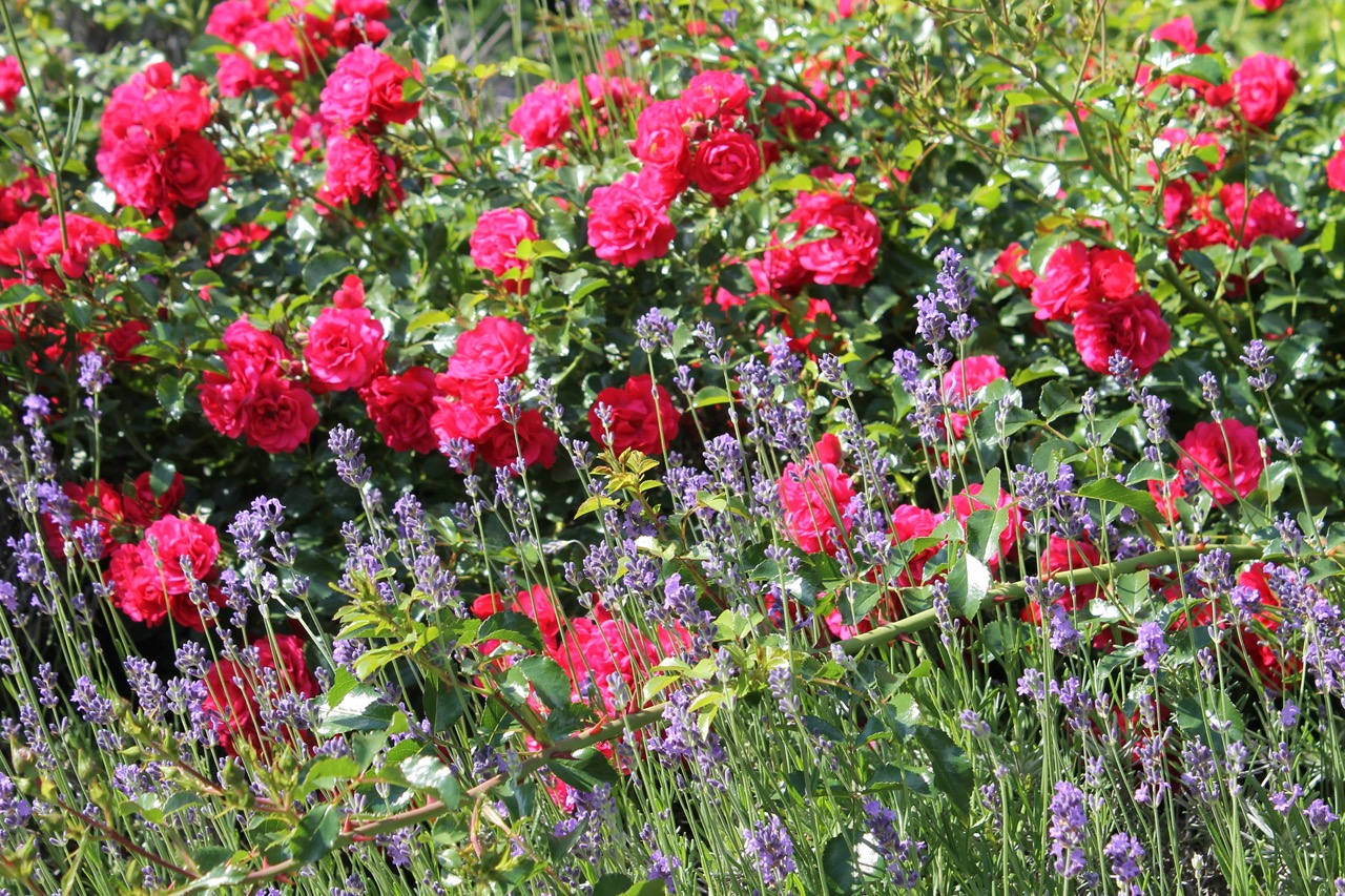 Blühender Garten mit roten Rosen und violetten Lavendel