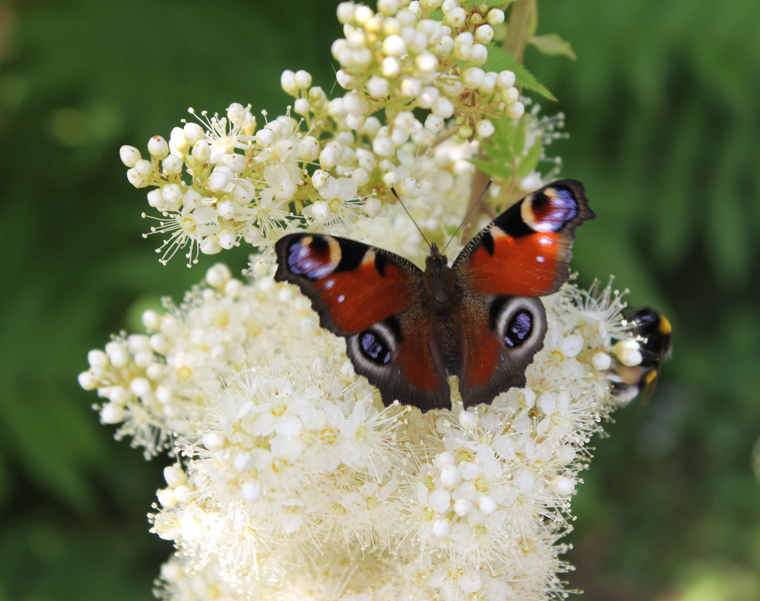 Schöner bunter Schmetterling sitzt auf einer Holunderblüte