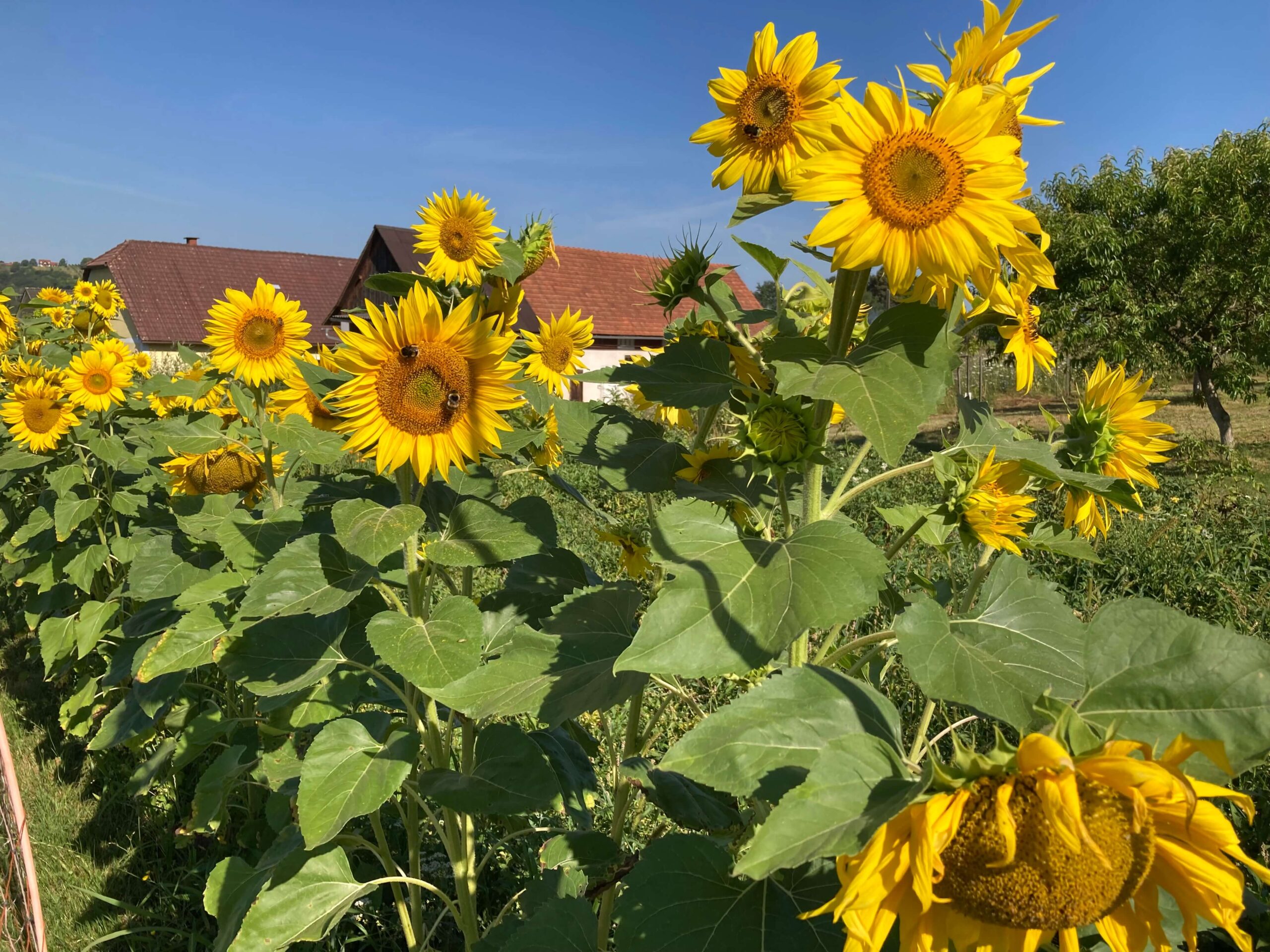 Eine Wiese mit blühenden Sonnenblumen und blauer Himmel