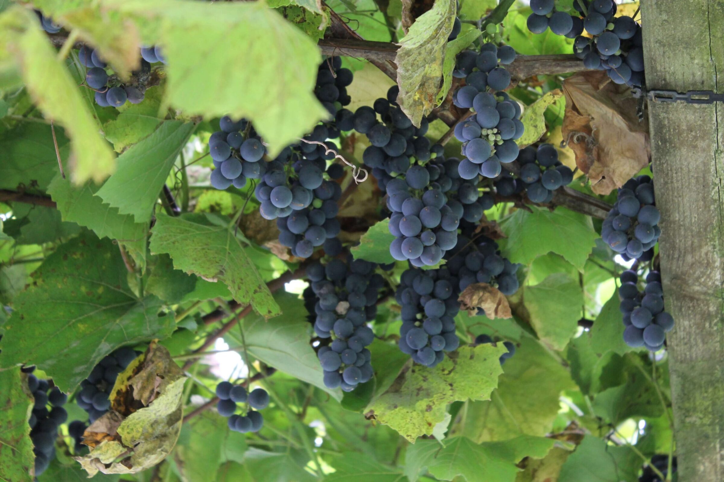 Blaue, reife Weintrauben hängen am Weinstock