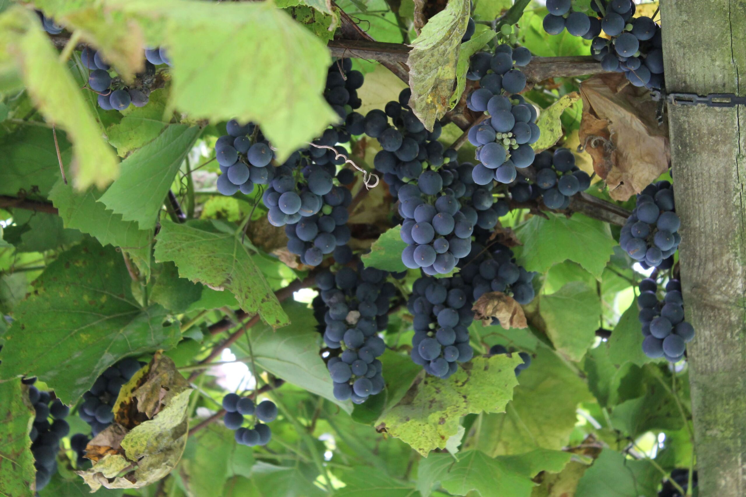 Blaue, reife Weintrauben hängen am Weinstock