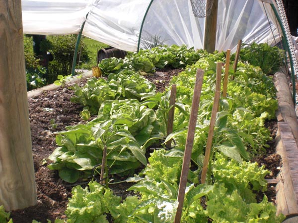 In einem großen Hochbeet wachsen Salat und Kräuter