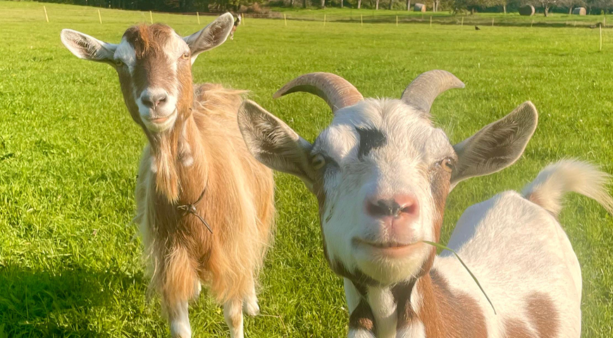 Zwei lustige Ziegen stehen auf einer grünen Wiese und schauen neugierig in die Kamera